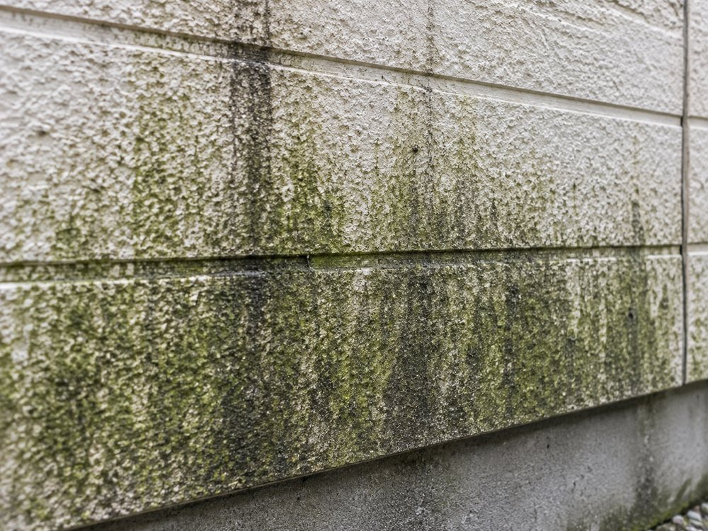 外壁の下部に広がったコケと藻